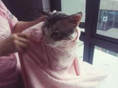 -70cat德文卷毛猫·缅因猫纯种猫舍