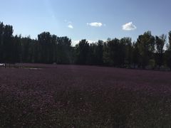 -紫海香堤香草艺术庄园