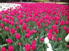 iphone_upload_pic-上海鲜花港