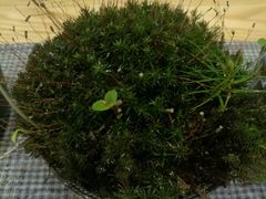 -扫雪煮茶(西村店)