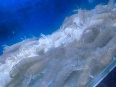 -小铜锣湾海鲜家常菜馆(河西店)
