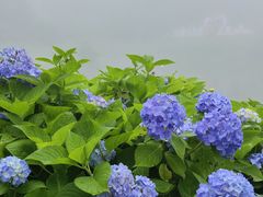 -鼓岭旅游度假区