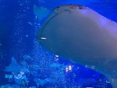 -烟台海昌鲸鲨海洋公园