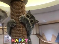 -滚猫咖啡·猫咖·猫友好撸猫(未来城店)