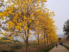 -天适樱花悠乐园