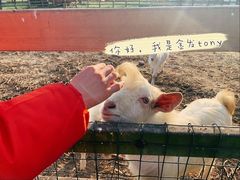 -田园东方蜜桃村的田野营地