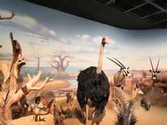 -陕西自然博物馆