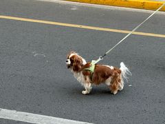 -LES ELITES 英集荟(南京西路店)