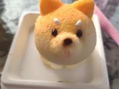 -柴犬高等学院·狗咖·柴犬售卖·宠物训练