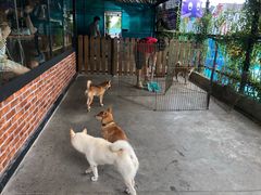 -柴犬高等学院·狗咖·柴犬售卖·宠物训练