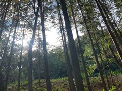 -广州市石门国家森林公园