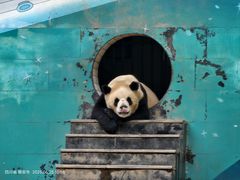 -中国大熊猫保护研究中心雅安碧峰峡基地