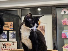 -有喵·猫咖·狗咖·30几只猫10只小狗(岗厦店)