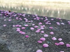 -成都市活水公园