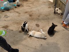 -前小桔亲子创意农场·草莓采摘·露营烧烤