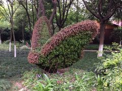 iphone_upload_pic-昆山城市生态森林公园