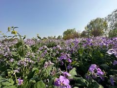-泗洪洪泽湖湿地景区