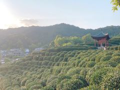 -龙井壹号·茶缘山景宴(龙井村店)