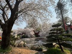 -东湖磨山景区樱花园-停车场