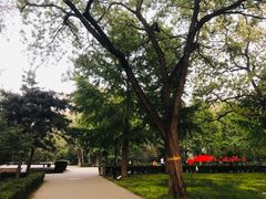 -玲珑塔公园