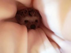 -浣熊柯尔鸭土拨鼠·电玩咖