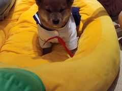-逗柴咖啡屋·狗咖猫咖宠物桌游