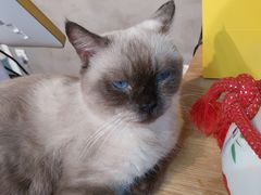 -Heymao猫咖.咖啡厅(东门店)