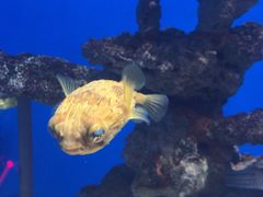 -烟台海昌鲸鲨海洋公园