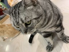 -猫和宫(六道口店)