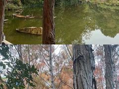 -深圳仙湖植物园