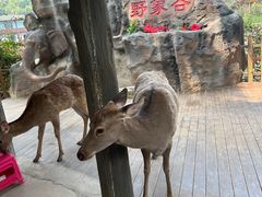 -野象谷景区