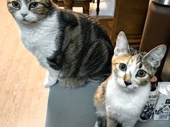 -爱妮康宠物医院·干细胞免疫细胞·肿瘤·心脏(张江店)