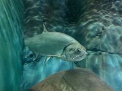 -上海海洋水族馆