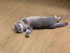 -瑞派名望24h动物医院异宠专科·猫专科·骨科·重症监护分院