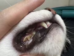 -悠尼宠物·独立低压伊珊娜洗护·美容·寄养(兰谷路店)