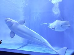 -多彩贵州城极地海洋世界