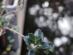 -谷咖啡·鲜花绿植花园餐厅