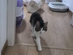 -纳吉亚猫专科动物诊疗中心(蒋宅口分院)