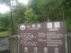 -都江堰中华大熊猫苑