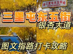 -三里屯东五街银杏大道