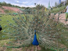 -鄂尔多斯野生动物园