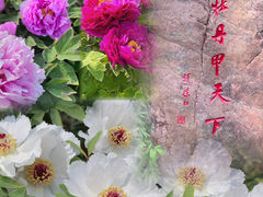 -隋唐洛阳城明堂天堂景区