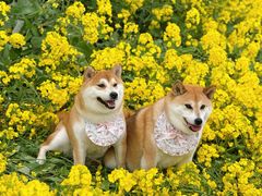 -三圣花乡旅游区