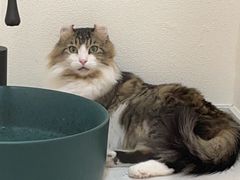 -1013 PET SHOP精品宠物商店(丁香店)