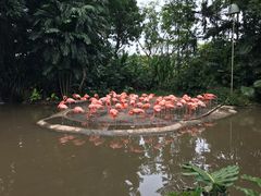 -新加坡飞禽公园