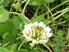 -白鹭湾湿地公园