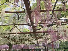 -嘉定紫藤园