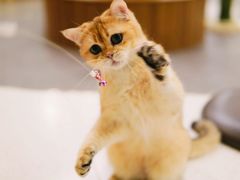 -飞行喵MR PILOT|猫舍·猫咖(静安大融城店)