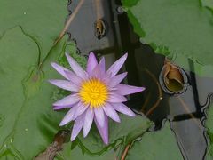 -北京植物园-展览温室