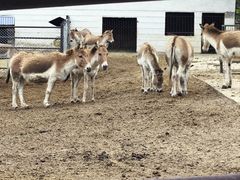 -青藏高原野生动物园